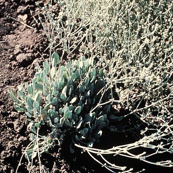 Eriogonum niveum unspecified picture