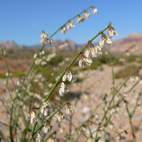 Eriogonum deflexum unspecified picture