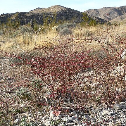 Eriogonum deflexum unspecified picture