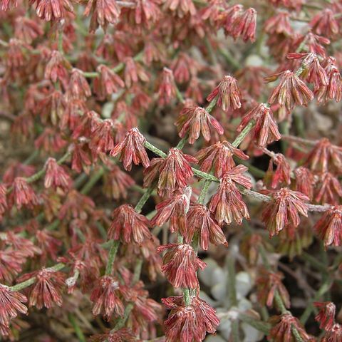 Eriogonum saxatile unspecified picture