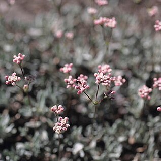 Eriogonum spectabile unspecified picture