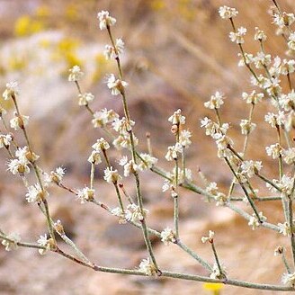 Eriogonum baileyi unspecified picture