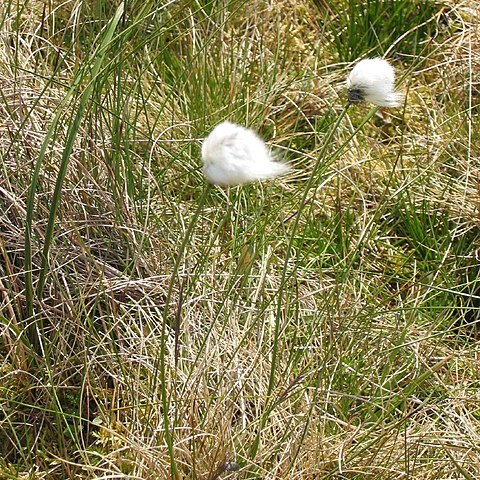 Eriophorum brachyantherum unspecified picture