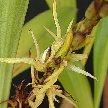 Eria javanica unspecified picture