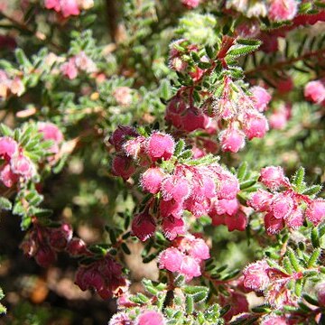 Erica haematocodon unspecified picture