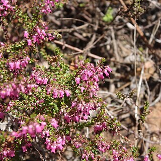 Erica thimifolia unspecified picture