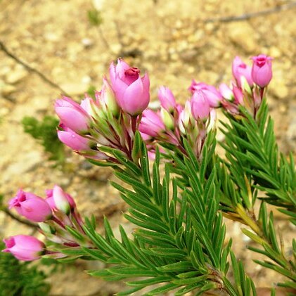 Erica taxifolia unspecified picture