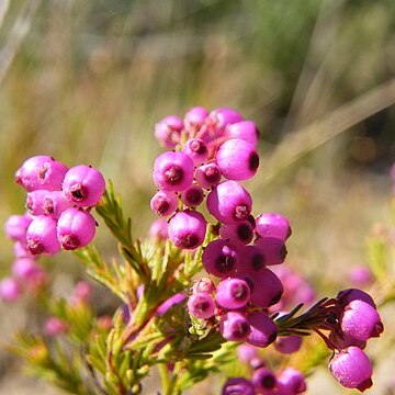 Erica multumbellifera unspecified picture