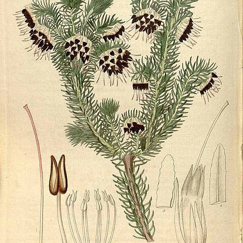 Erica recurvata unspecified picture