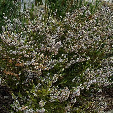 Erica bolusiae unspecified picture