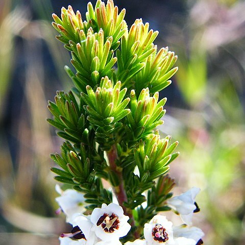 Erica calycina unspecified picture