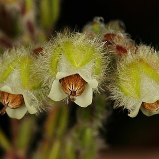 Erica capitata unspecified picture