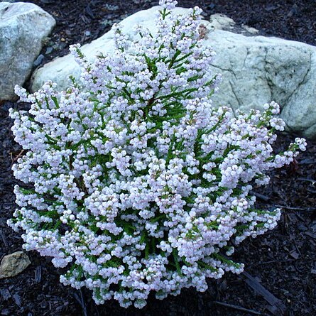 Erica capensis unspecified picture