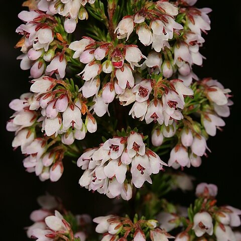 Erica curvirostris unspecified picture