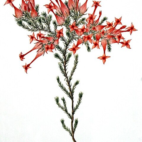 Erica junonia unspecified picture