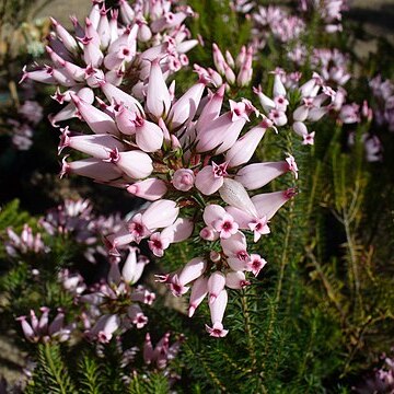 Erica ventricosa unspecified picture