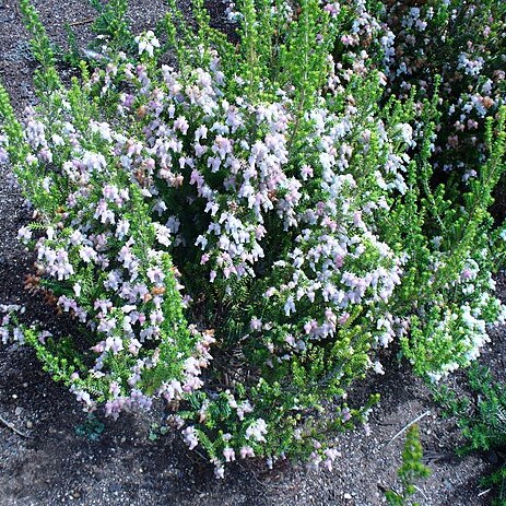 Erica glomiflora unspecified picture