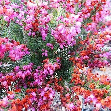 Erica nudiflora unspecified picture