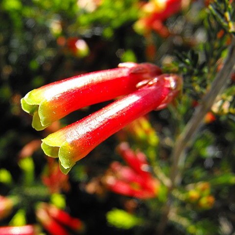 Erica speciosa unspecified picture