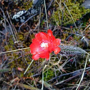 Corryocactus erectus unspecified picture