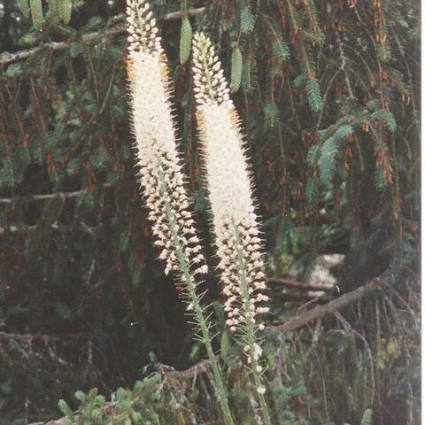 Eremurus unspecified picture