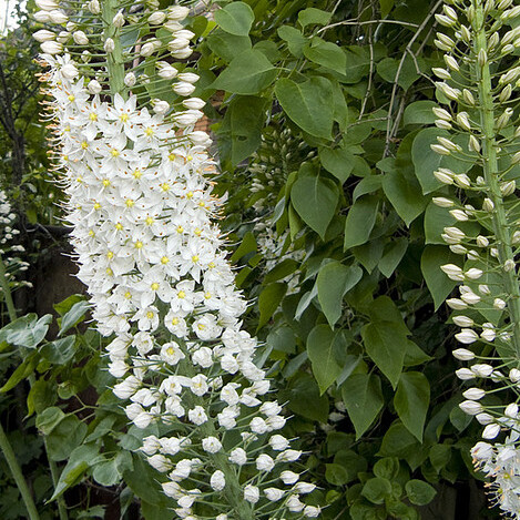 Eremurus olgae unspecified picture