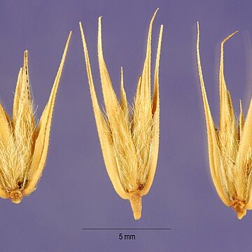 Eremopyrum orientale unspecified picture