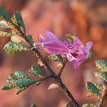 Eremophila purpurascens unspecified picture