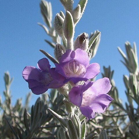 Eremophila nivea unspecified picture