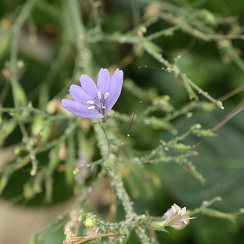 Eremomastax speciosa unspecified picture