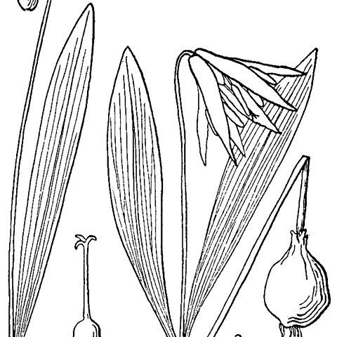 Erythronium mesochoreum unspecified picture