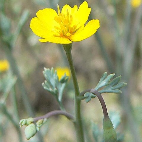 Eschscholzia minutiflora unspecified picture