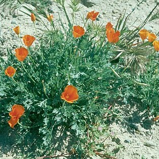 Eschscholzia lemmonii unspecified picture