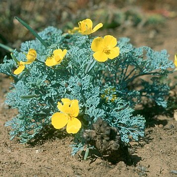 Eschscholzia ramosa unspecified picture