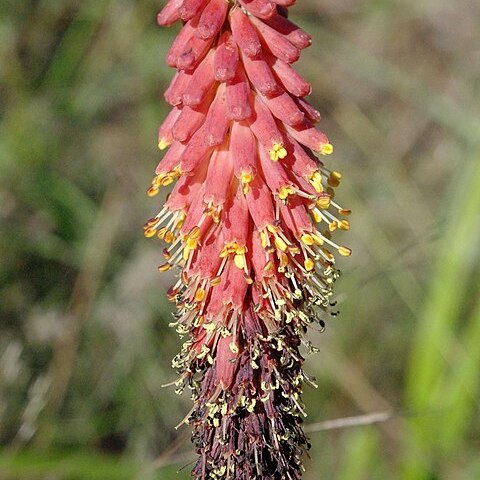 Kniphofia umbrina unspecified picture