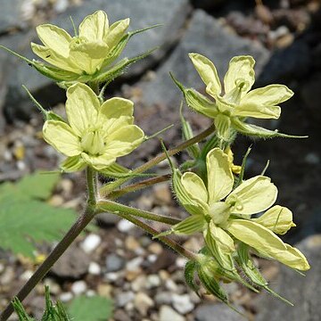 Erodium hartvigianum unspecified picture