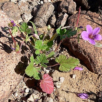 Erodium texanum unspecified picture