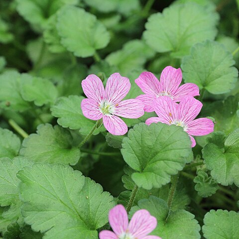 Erodium reichardii unspecified picture