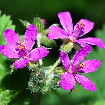 Erodium l'hér. unspecified picture