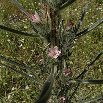 Echium glomeratum unspecified picture