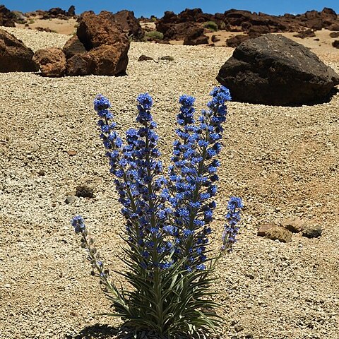 Echium auberianum unspecified picture