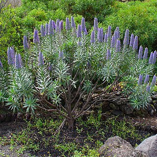 Echium webbii unspecified picture