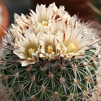 Stenocactus unspecified picture