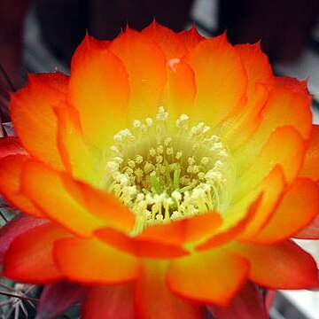 Acanthocalycium glaucum unspecified picture