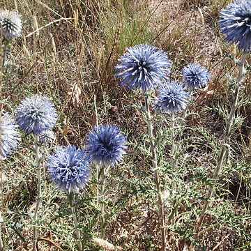 Echinops unspecified picture