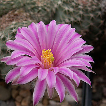 Echinocereus pulchellus unspecified picture