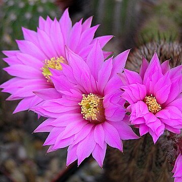 Echinocereus laui unspecified picture