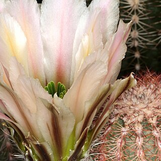 Echinocereus pectinatus unspecified picture