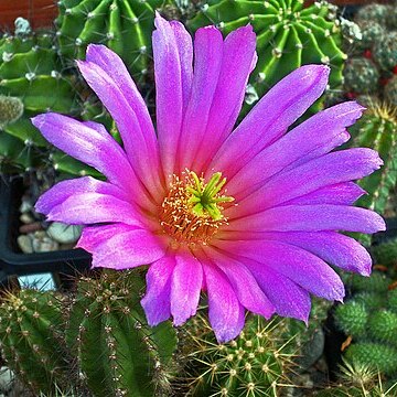 Echinocereus viereckii subsp. viereckii unspecified picture