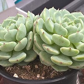 Echeveria globulosa unspecified picture